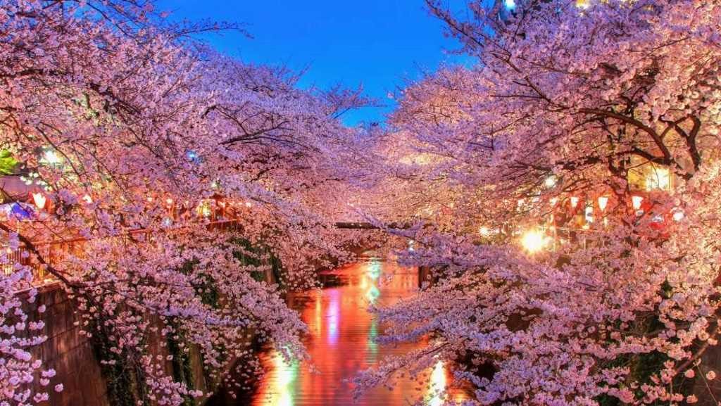Festa degli alberi di ciliegio in Corea del Sud