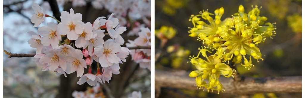Festa degli alberi di ciliegio in Corea del Sud