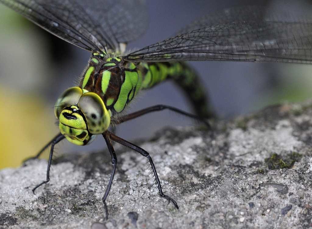 Libellula tra gli insetti più strani, scherzi straordinari della natura